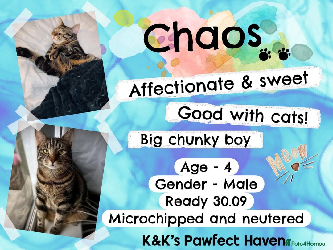 Domestic Shorthair cats for sale: Kittens and cats for adoption.  - Image 5
