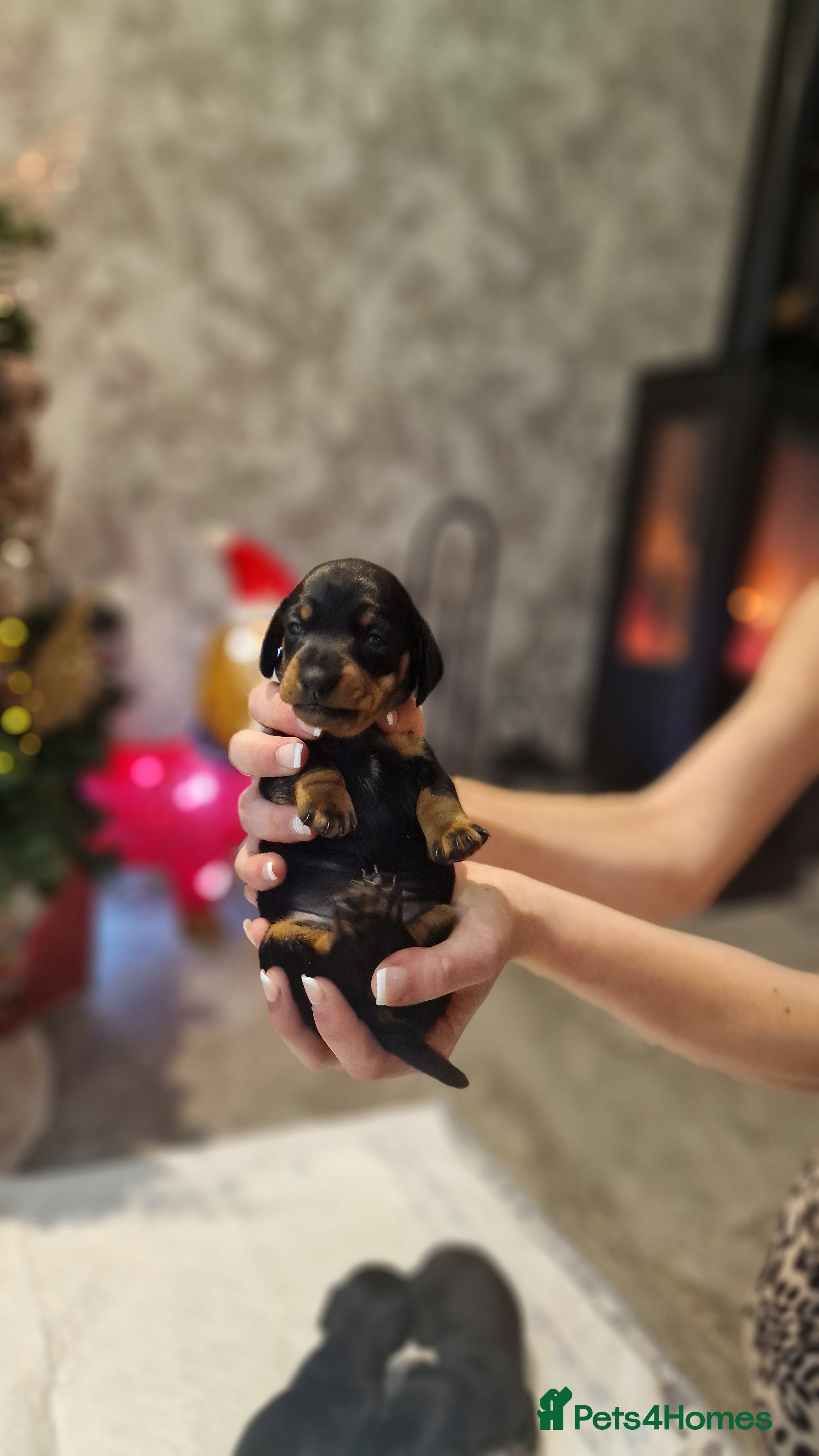 Miniature Dachshund dogs Beautiful Pedigree Minature Dachshund🩷1 GIRL Left - Advert 15