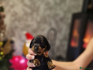 Miniature Dachshund dogs Beautiful Pedigree Minature Dachshund🩷1 GIRL Left - Advert 15