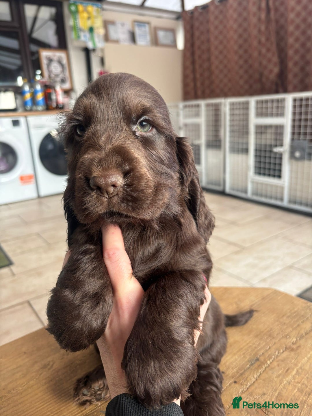 Cocker Spaniel dogs for sale: Show quality pups available  - Image 8