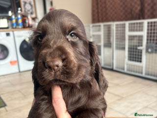 Cocker Spaniel dogs Show ! breeding or pet ! Quality show pups - Advert 2