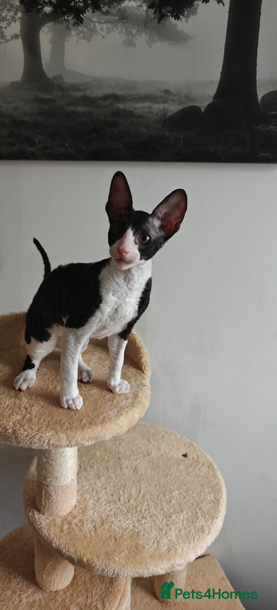 Cornish Rex cats for sale: Cornish Rex kitten  - Advert 19