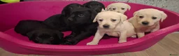 Labrador Retriever dogs for sale: Pedigree Labrador Puppies - Advert 3