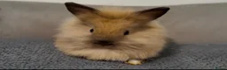 Lionhead rabbits for sale: Pure Bred Double Maned Lionhead babies   - Advert 6