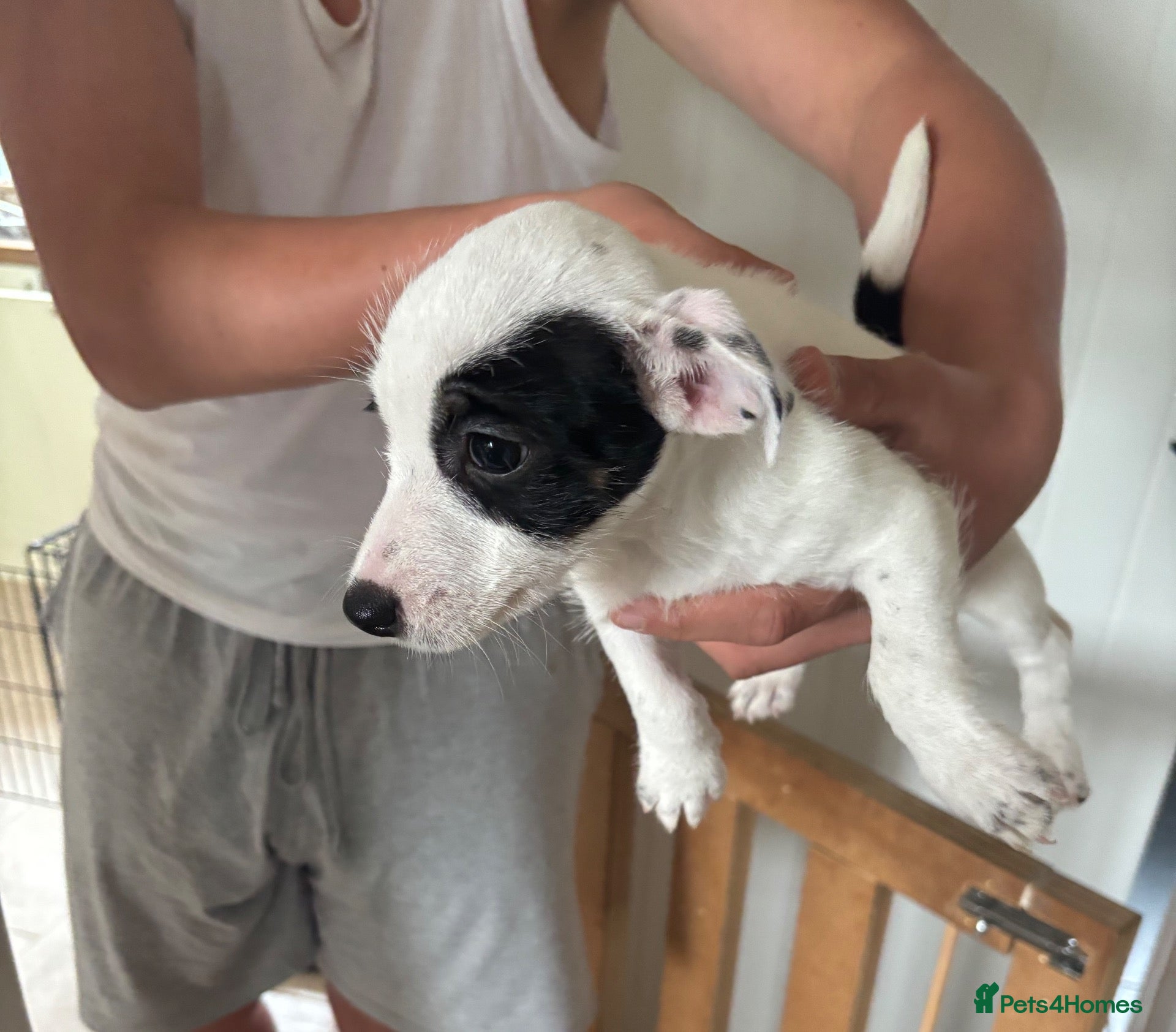 Jack Russell dogs Stunning litter of jackrussels  - Advert 1