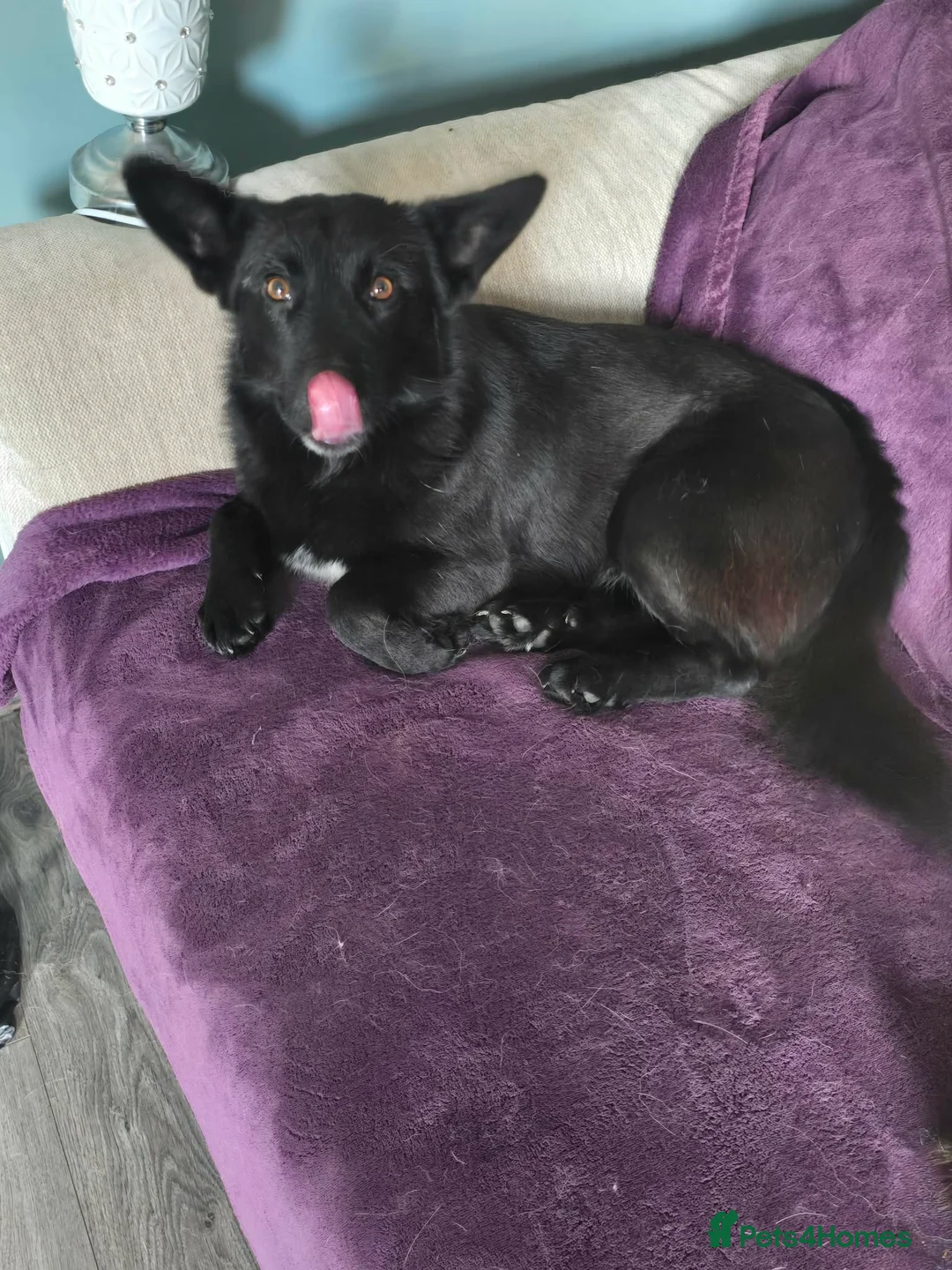 Mixed Breed dogs for adoption: BOB   - Advert 5