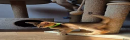 Abyssinian cats for sale: 🔥 TICA Registered Abyssinian Kittens - Advert 11