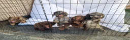 Cockapoo dogs for sale: Cockerpoo pups  - Advert 20