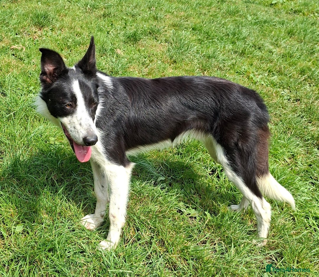 Border Collie dogs for sale: Quality Male Border Collie - Image 4