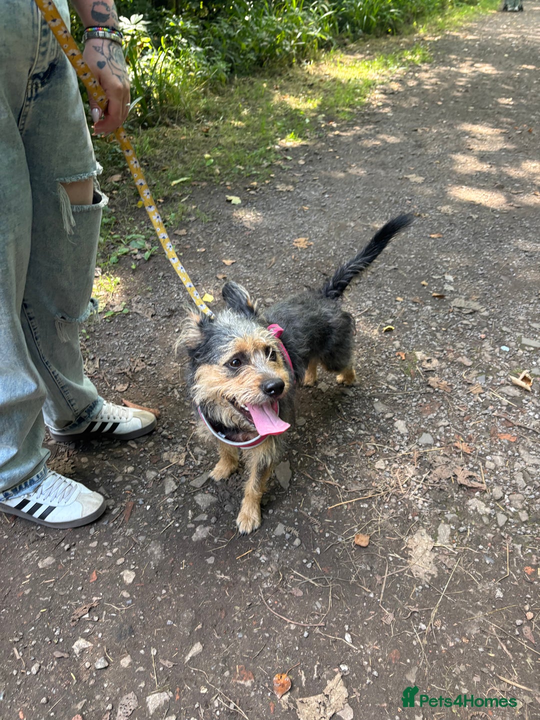Mixed Breed dogs for sale: 1 year old looking for forever home - Image 2
