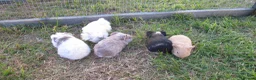 Guinea Pig rodents for sale: Male & Female guinea pigs various types & colours  - Advert 2