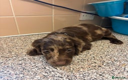 Mixed Breed dogs for sale: Sproodles - Image 8