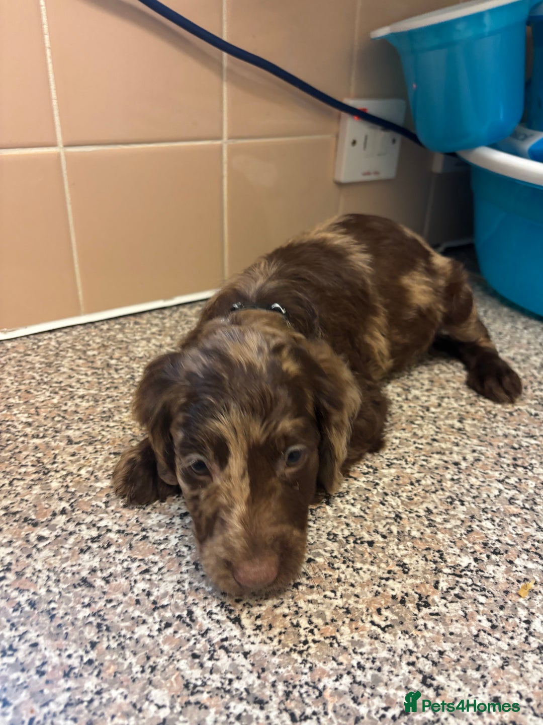Mixed Breed dogs for sale: Sproodles - Image 8