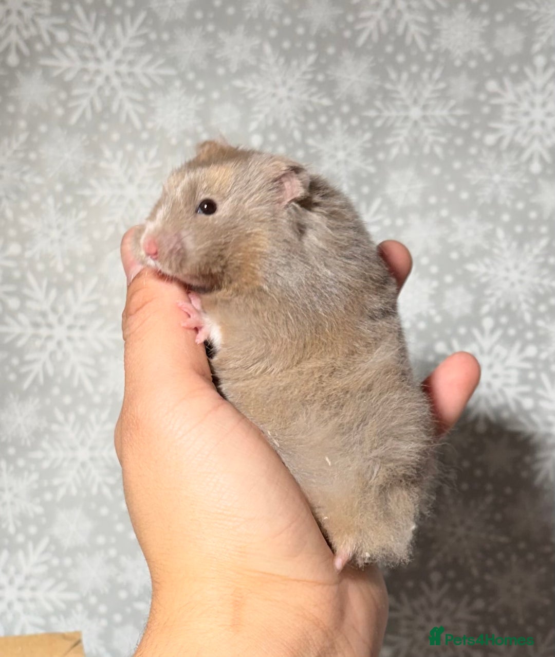 Hamster rodents for sale: STUNNING TAME PEDIGREE SYRIAN HAMSTERS - Advert 2