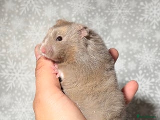 Hamster rodents STUNNING TAME PEDIGREE SYRIAN HAMSTERS - Advert 5