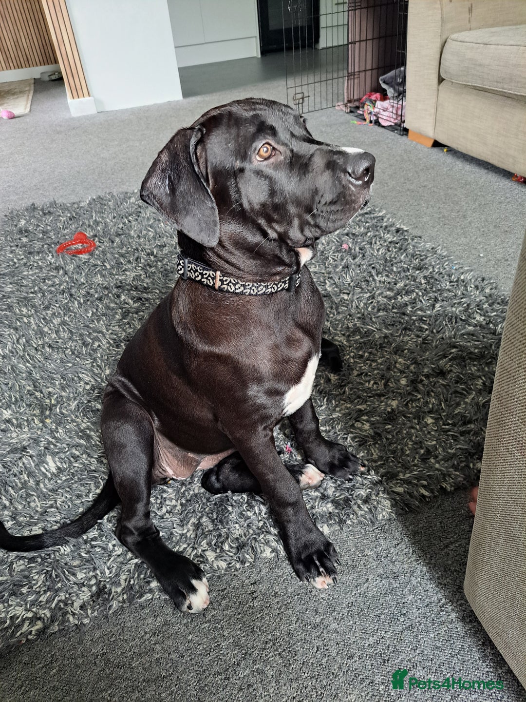Mixed Breed dogs for sale: Meet bonnie 5month old cano corso X staffy  - Image 4