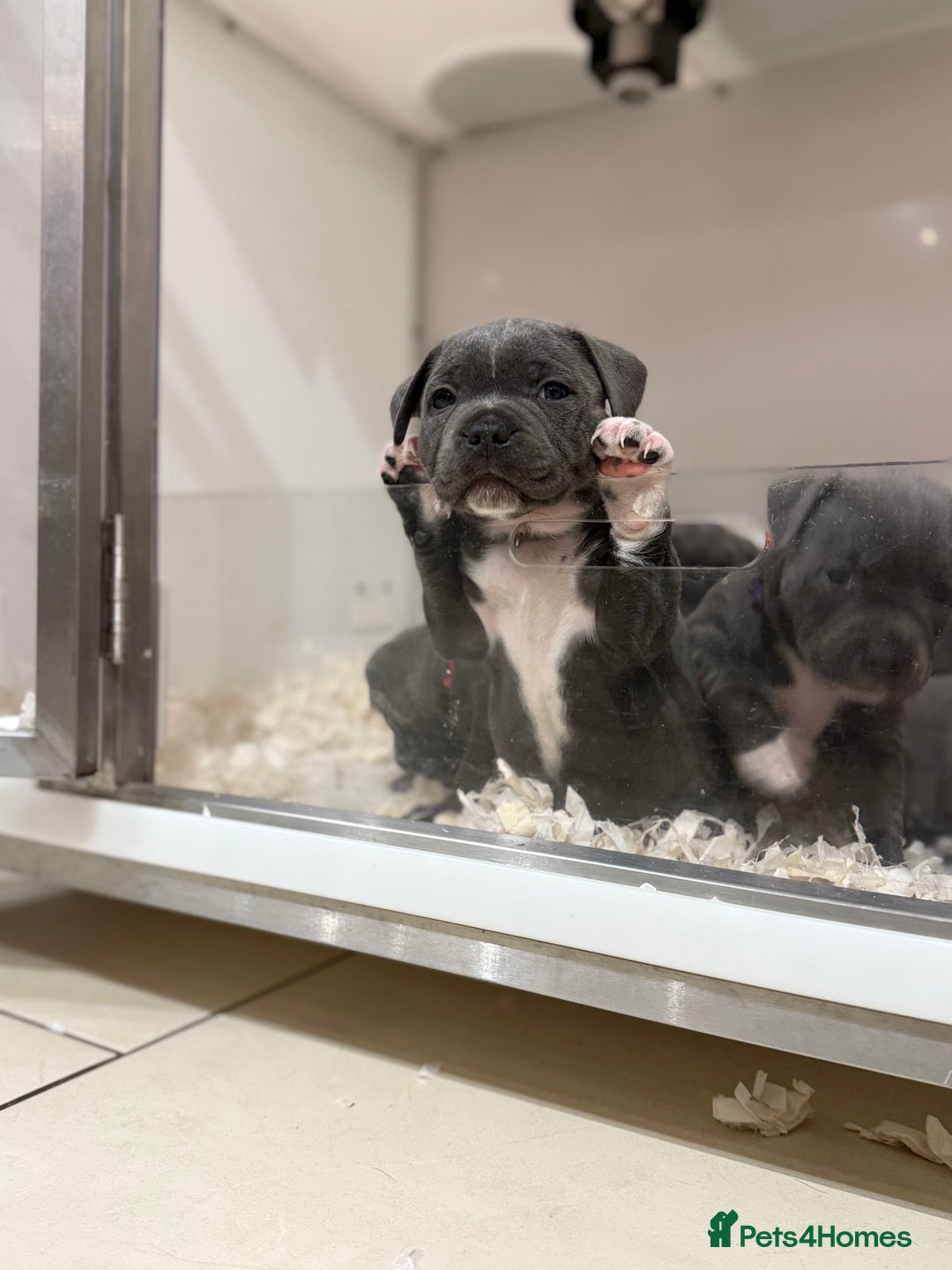 Staffordshire Bull Terrier dogs for sale: Pick of the litter pup available! Ch Bloodline - Image 10