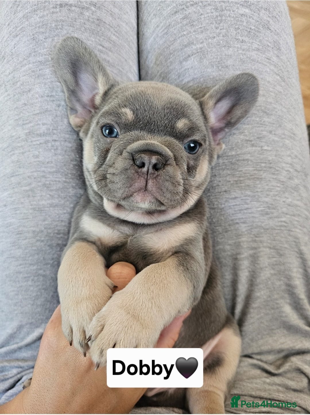 French Bulldog dogs for sale: French bulldog pups  - Image 4