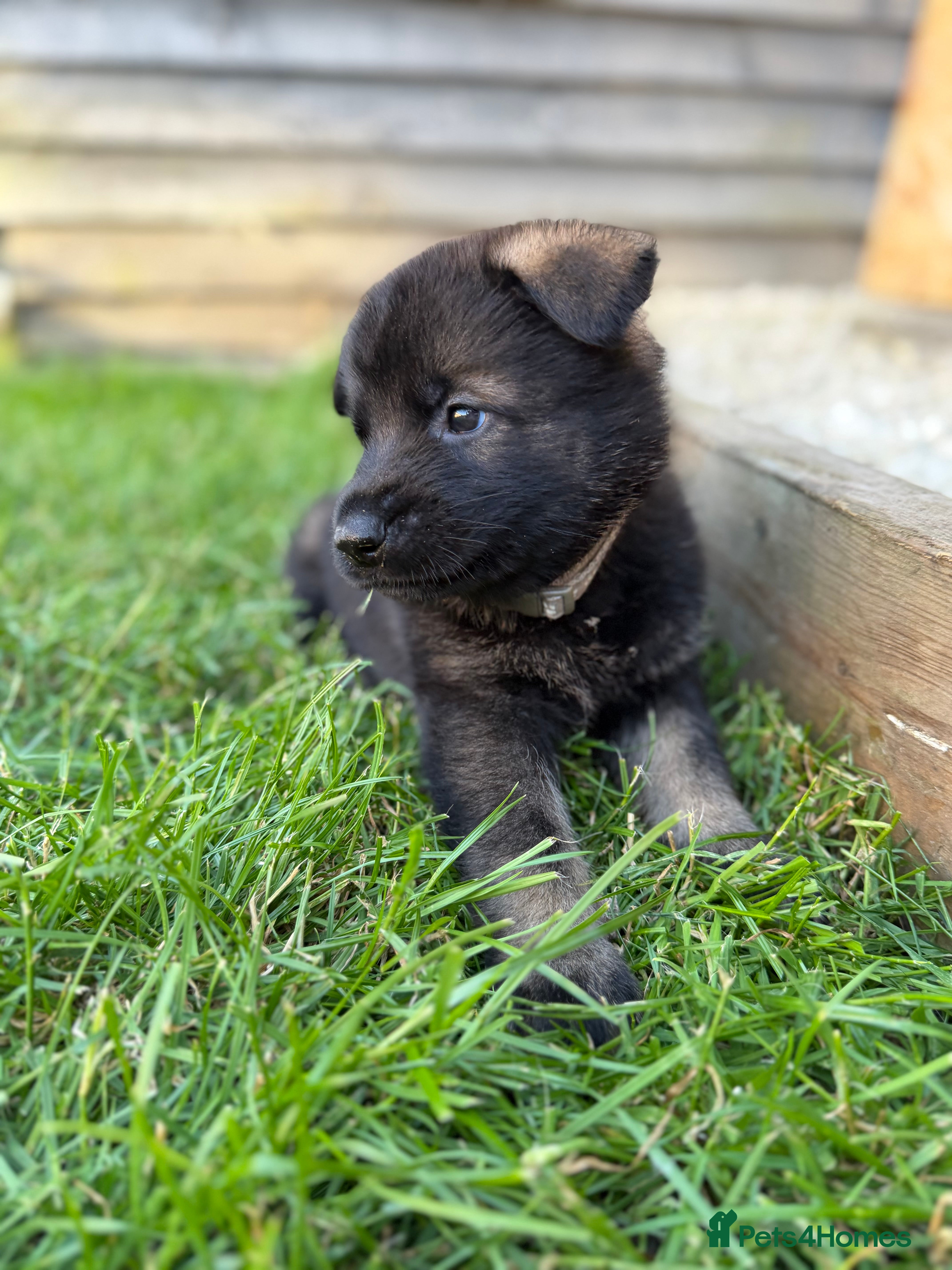 German Shepherd dogs 🐾 Working line German Shepherd puppies 🐾  - Advert 2