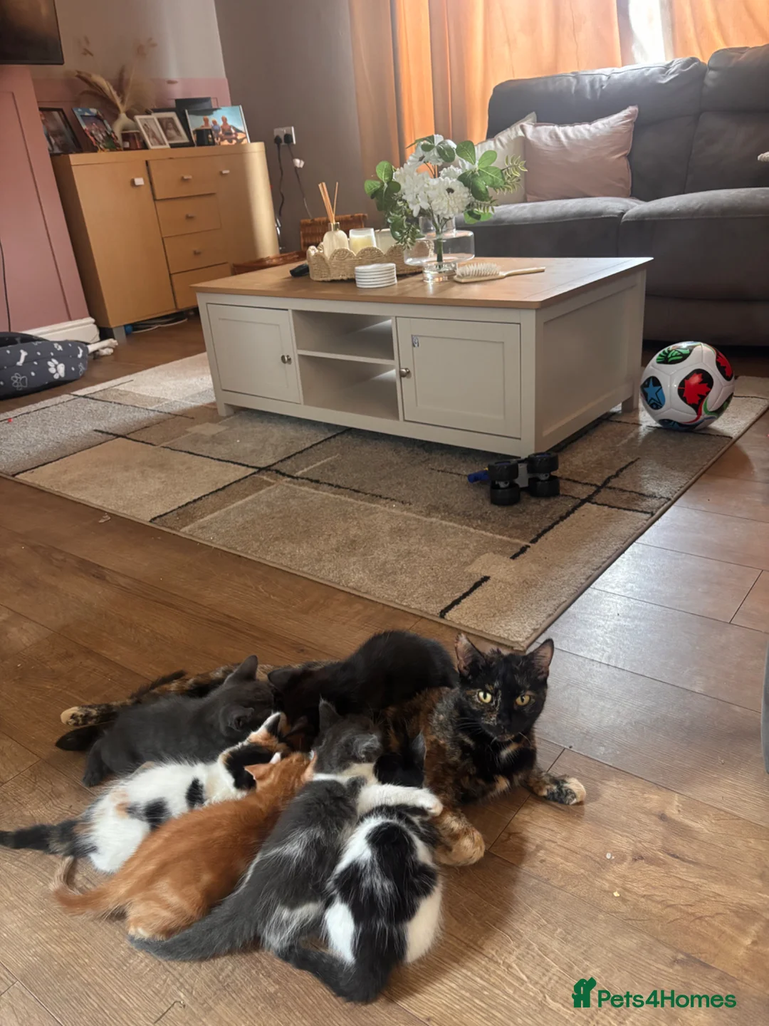 Mixed Breed cats for sale: 4 beautiful family kittens ready to leave now  - Advert 1