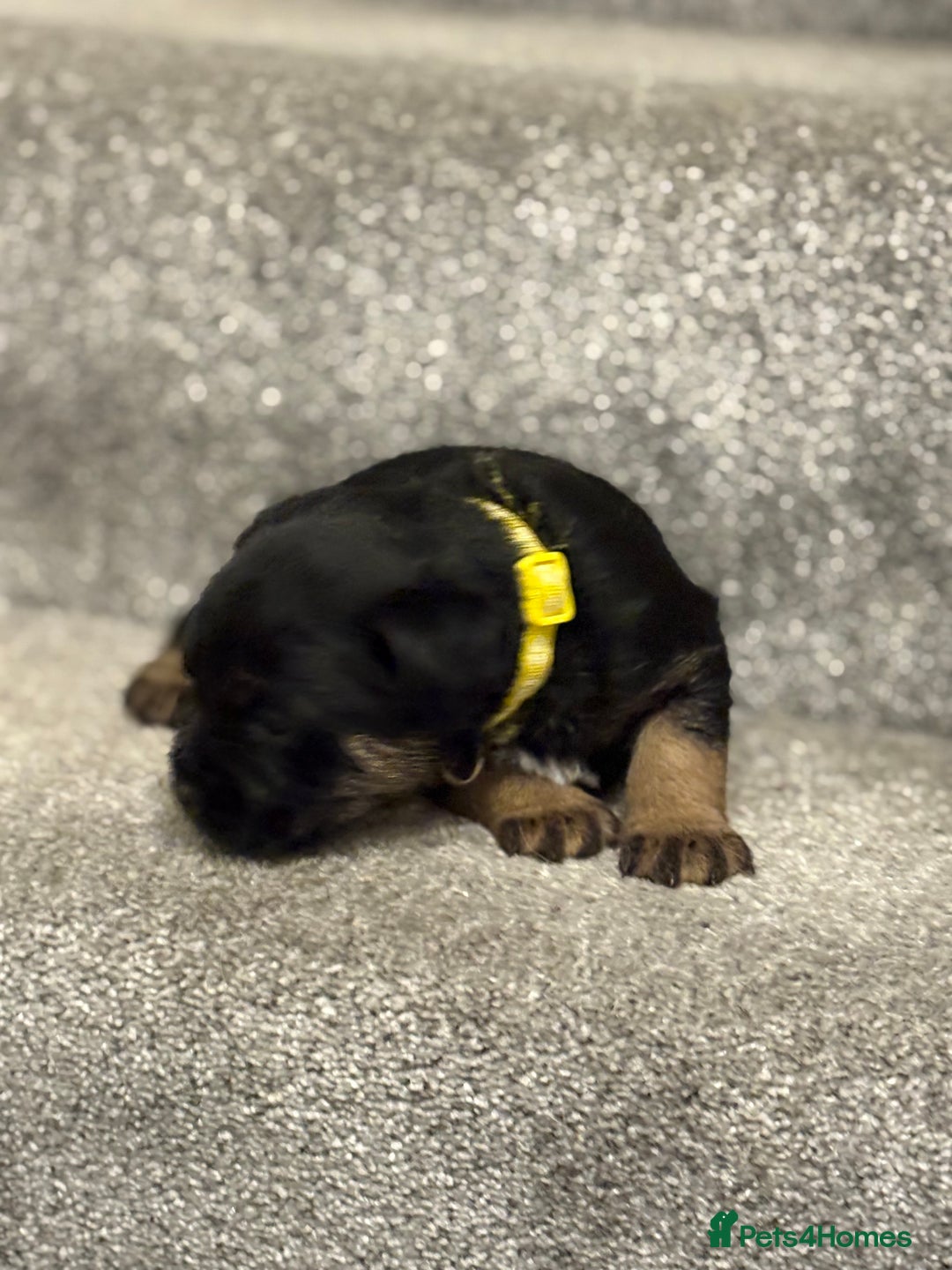 Border Terrier dogs for sale: Poppys pups! KC border terriers. Ready 4  **   - Advert 12