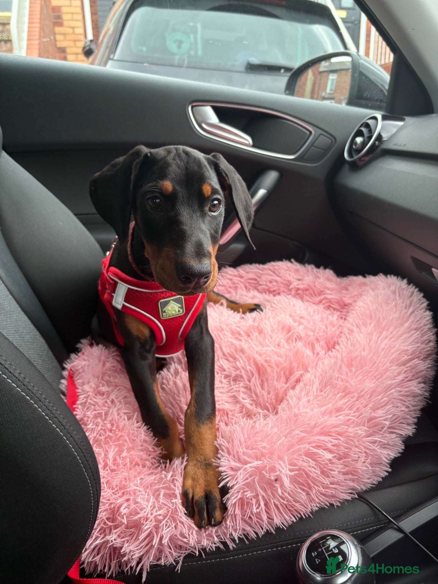 Dobermann dogs Ready now Kc Health tested Black & Tan girls  - Advert 13