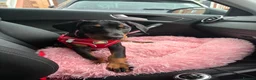 Dobermann dogs for sale: Ready now Kc Health tested Black & Tan girls  - Advert 5