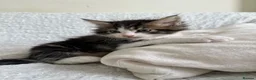 Maine Coon cats for sale: GORGEOUS MAINE COON KITTENS - Advert 4