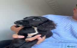 Cocker Spaniel dogs for sale: Cocker spaniel puppies  - Image 2