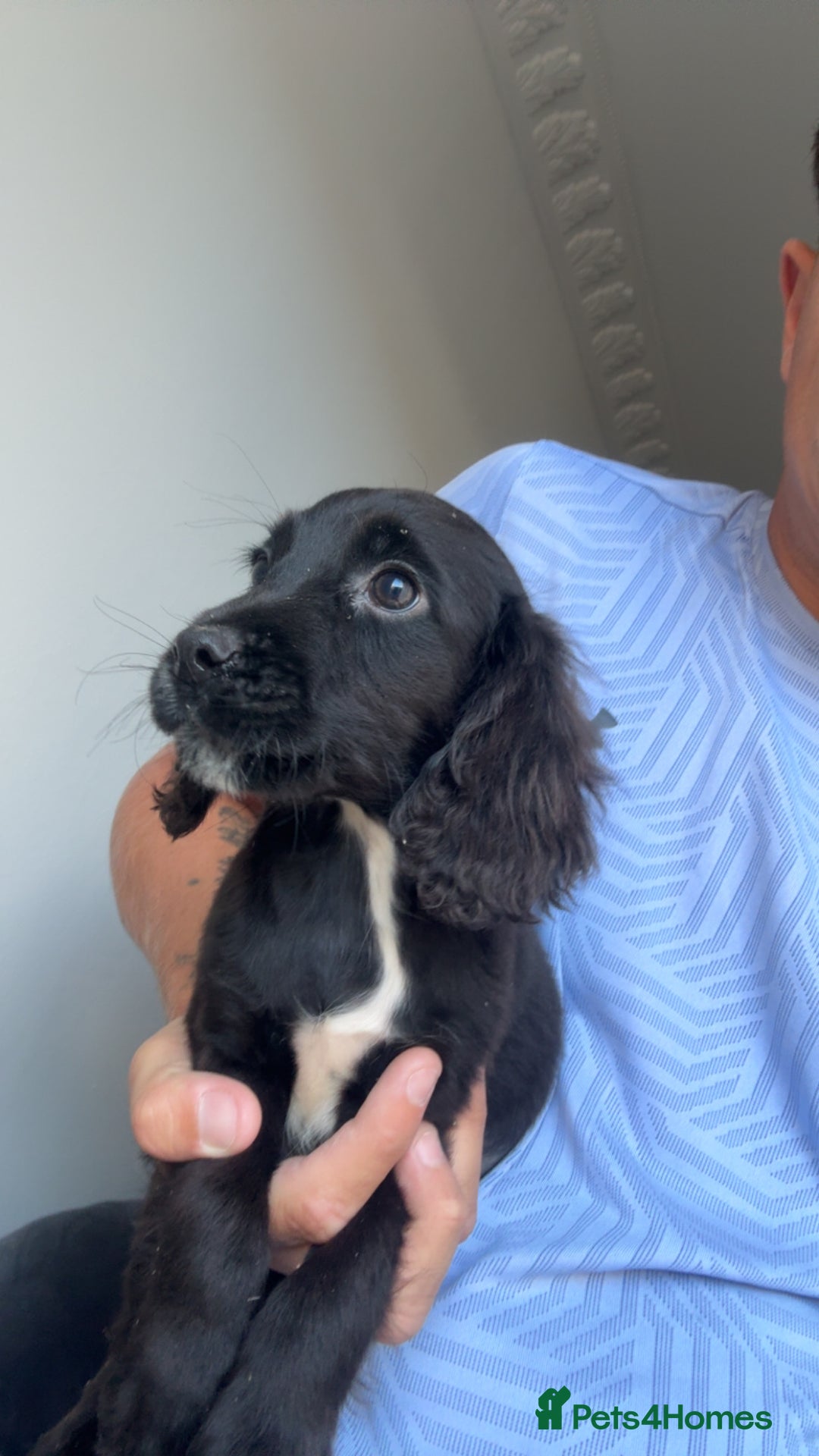 Cocker Spaniel dogs for sale: Cocker spaniel puppies  - Image 2