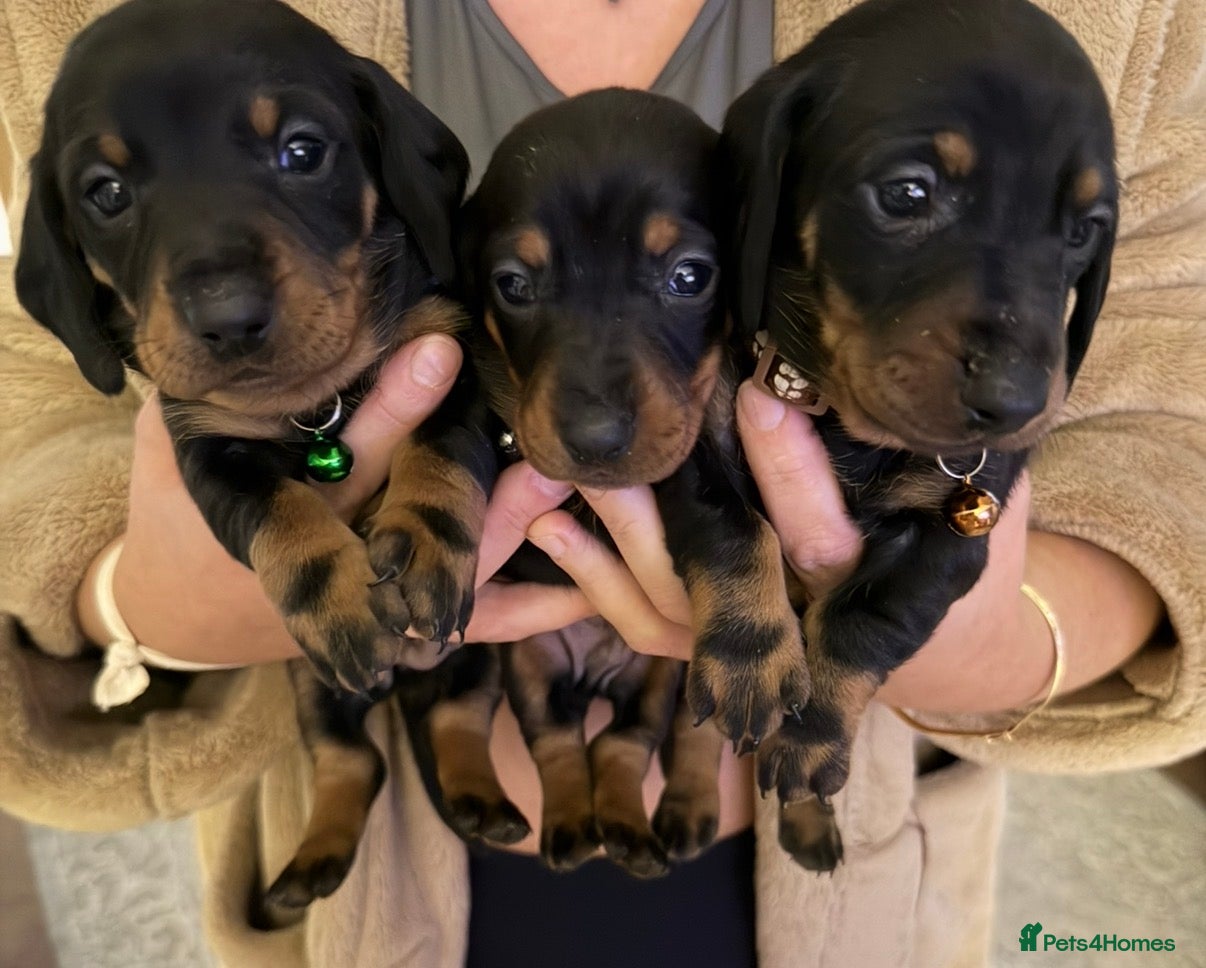 Dachshund dogs Beautiful dachshund puppies  - Advert 1