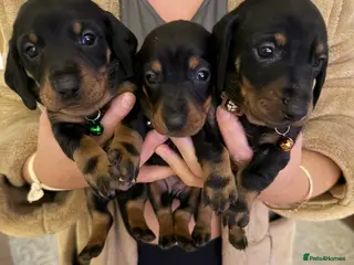 Dachshund dogs Beautiful dachshund puppies - Advert 1