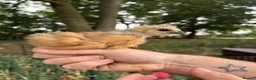 Chickens poultry for sale: Silkie/Showgirl Silkie Chicks Unsexed in Lincoln - Advert 1