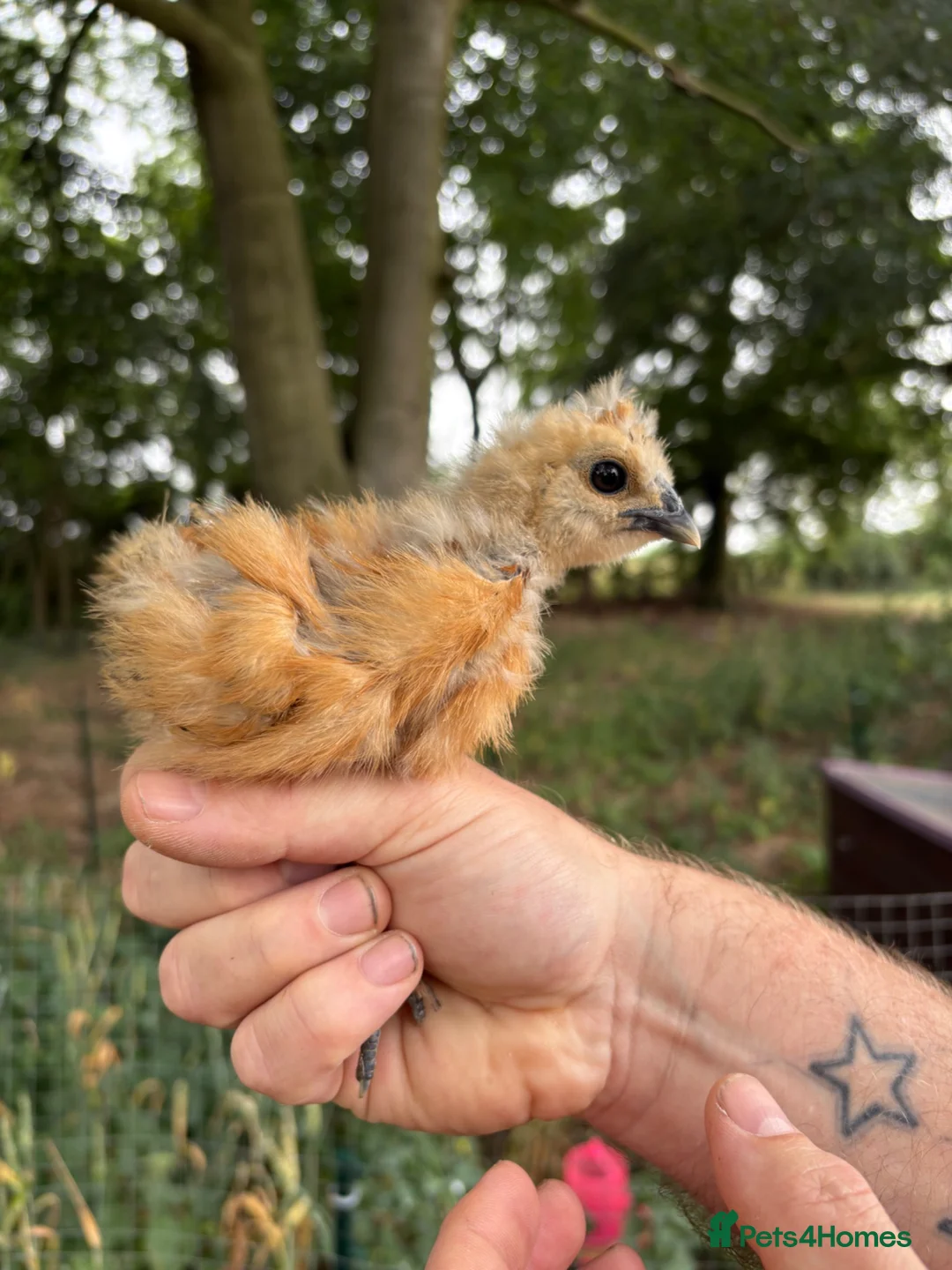 Chickens poultry for sale: Silkie/Showgirl Silkie Chicks Unsexed in Lincoln - Advert 1