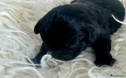 Cavapoo dogs for sale: F1 cavapoo babies  - Image 4