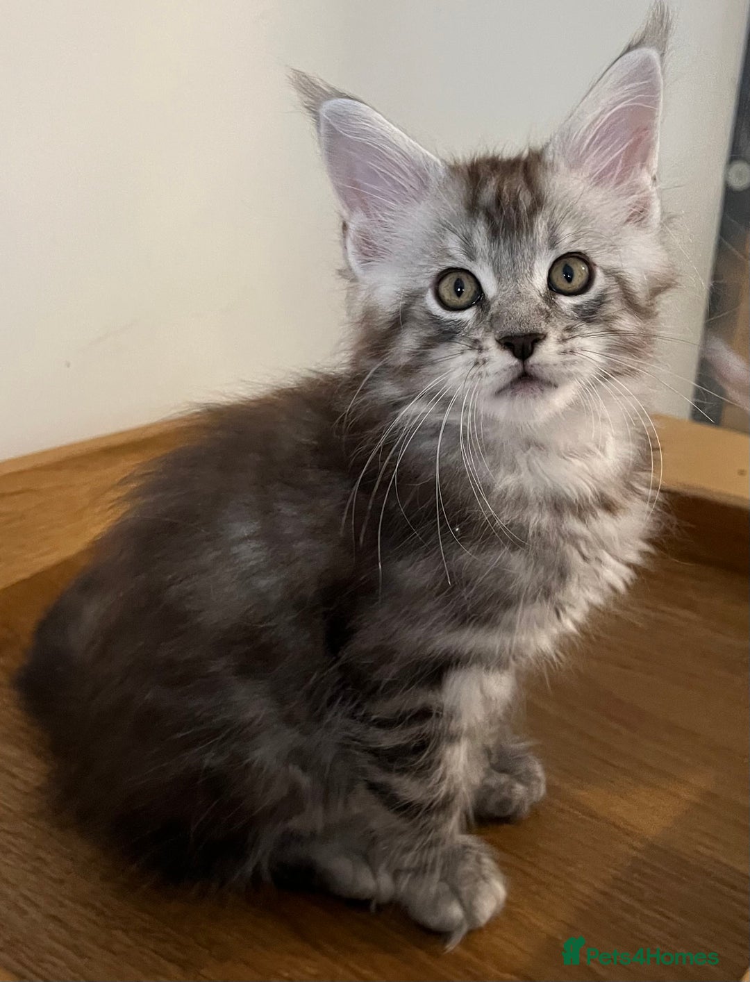 Maine Coon cats for sale: GCCF Pedigree Maine Coons  - Image 4
