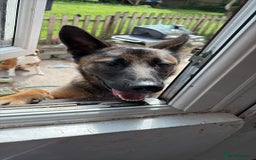 Belgian Shepherd Dog dogs for sale: Belgian Mali  - Image 1