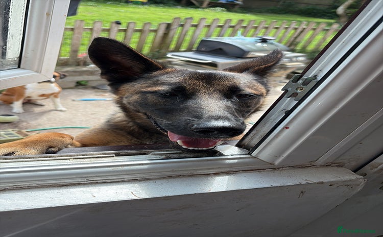 Belgian Shepherd Dog dogs - Advert 2