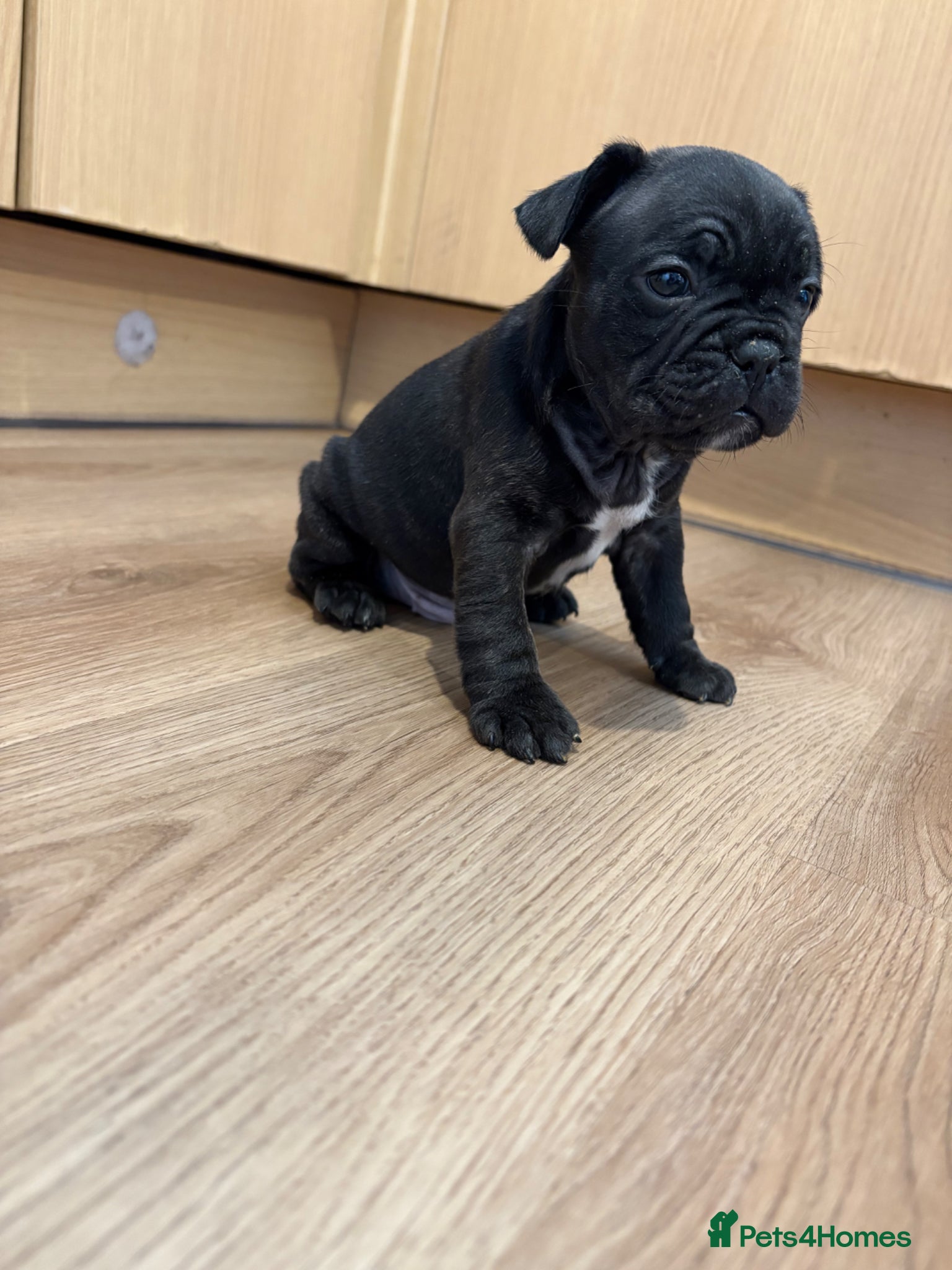 French Bulldog dogs French bulldogs puppy’s  - Advert 8
