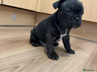 French Bulldog dogs French bulldogs puppy’s - Advert 8