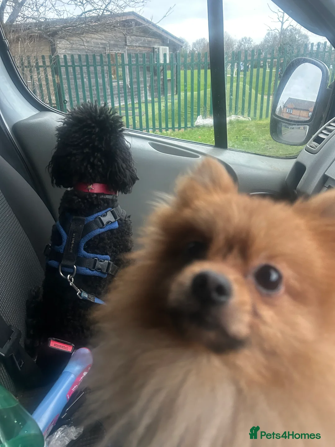 Mixed Breed dogs for sale: Gorgeous Pomeranian  - Advert 5