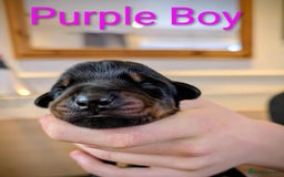 Dobermann dogs for sale: #ShadowdairDobermans #Pregnancy#DobermanLove - Image 25