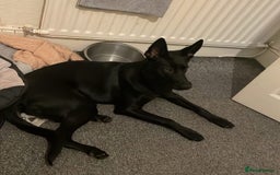 Mixed Breed dogs for sale: Malinoi x Dutch Herder - Advert 6