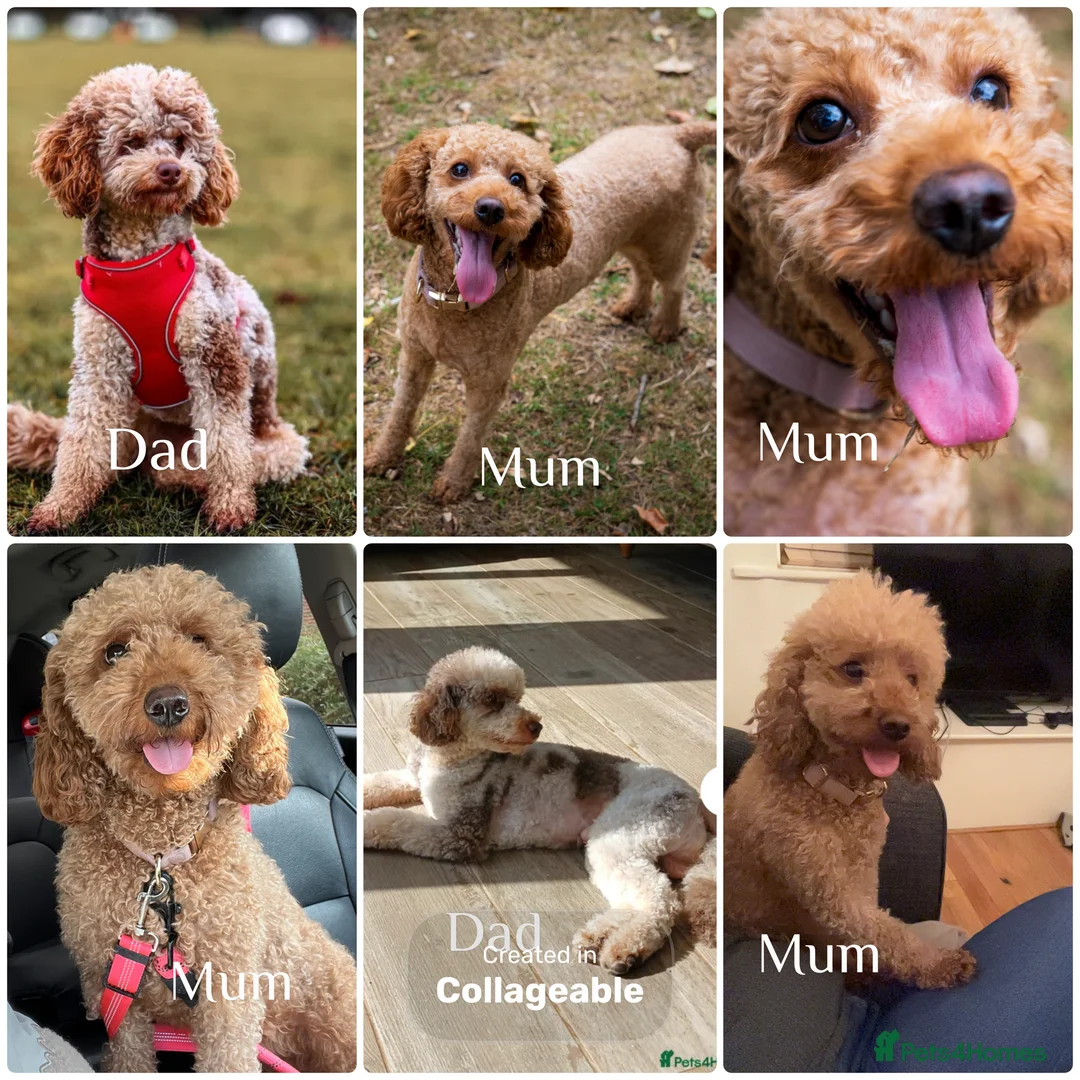 Cavapoo dogs for sale: Cavapoo F1BB puppies  in Grimsby - Advert 1