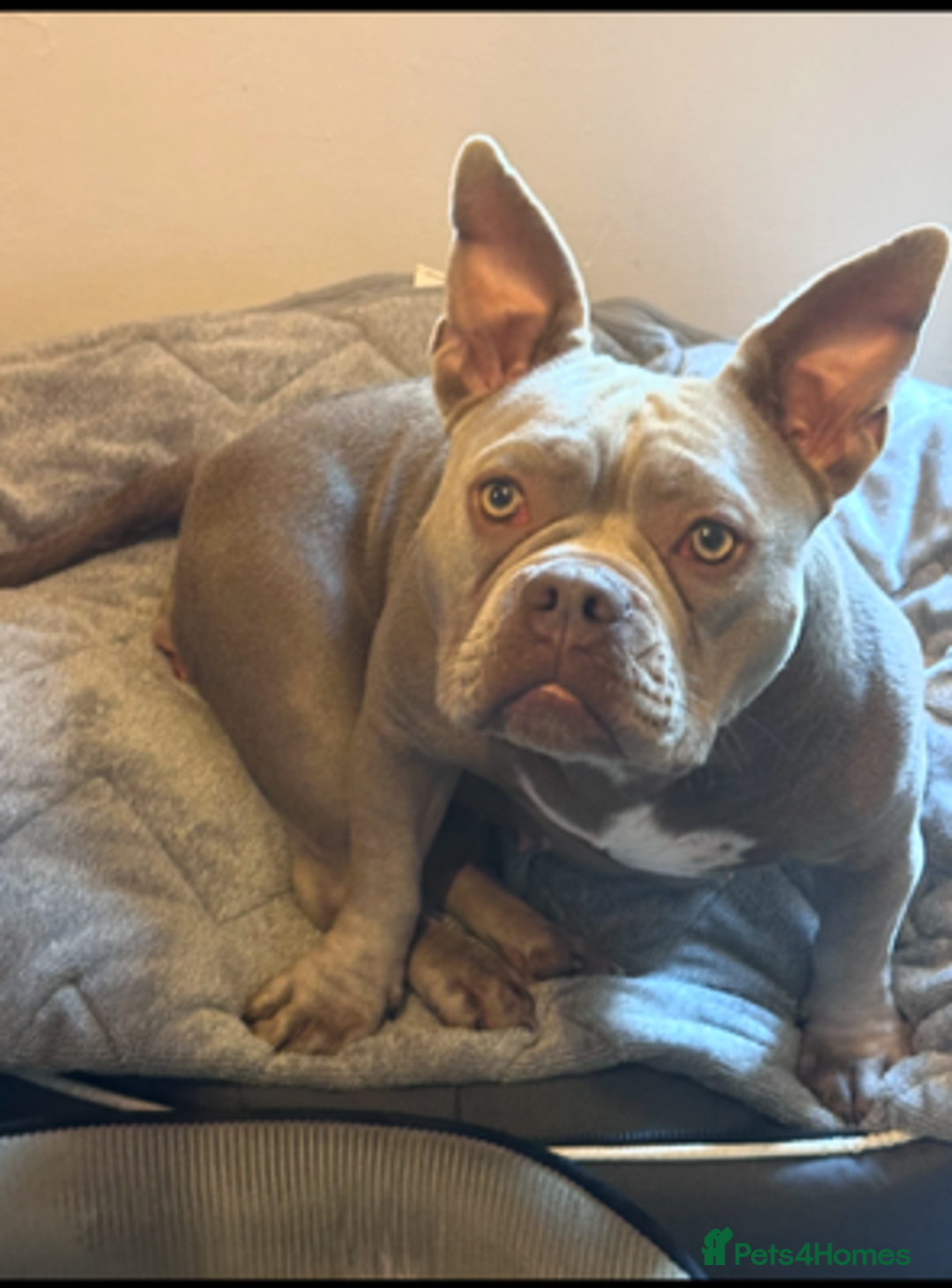Mixed Breed dogs for adoption: NELLIE 2yr old Mixed breed dog - Image 1