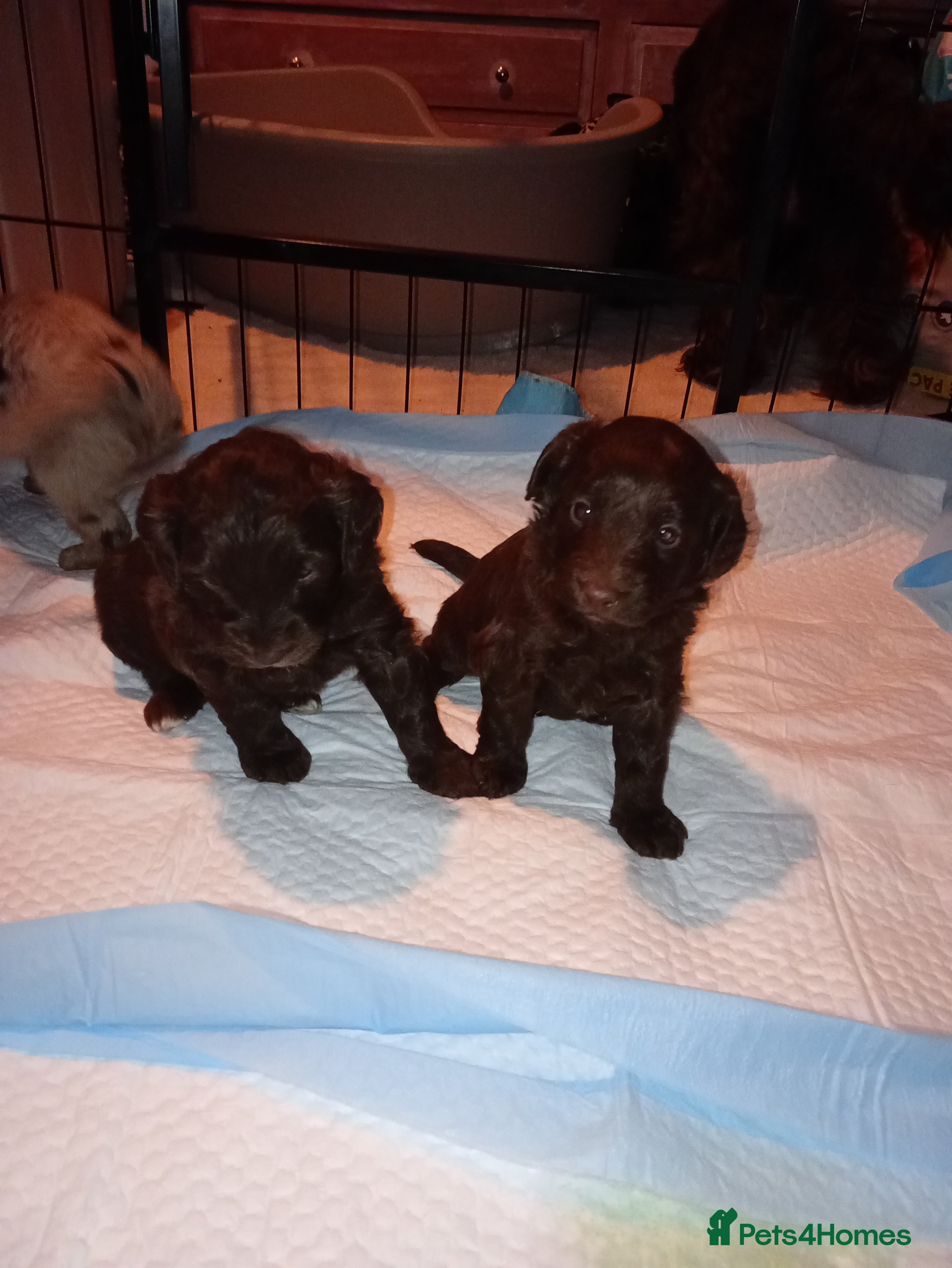 Cavapoo dogs Fabulous chocolate Cavapoos - Advert 4