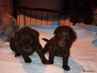 Cavapoo dogs Fabulous chocolate Cavapoos - Advert 16