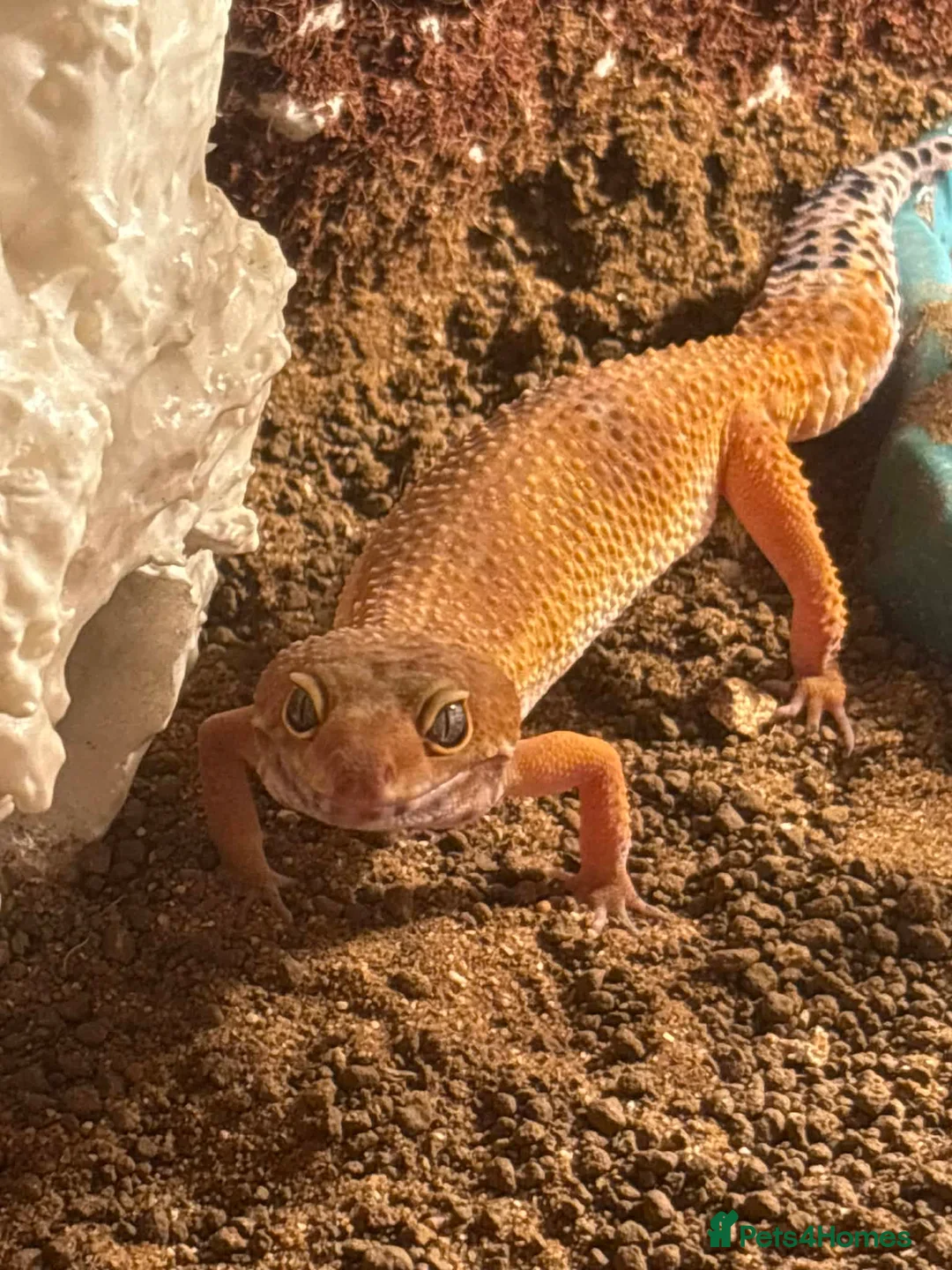 Mixed Breed reptiles for sale: Reptile bundle for sale - Advert 8