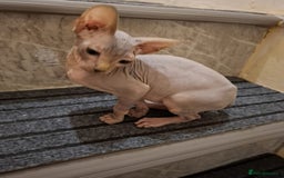 Sphynx cats for sale: Beautiful blue tabby girl - Advert 6