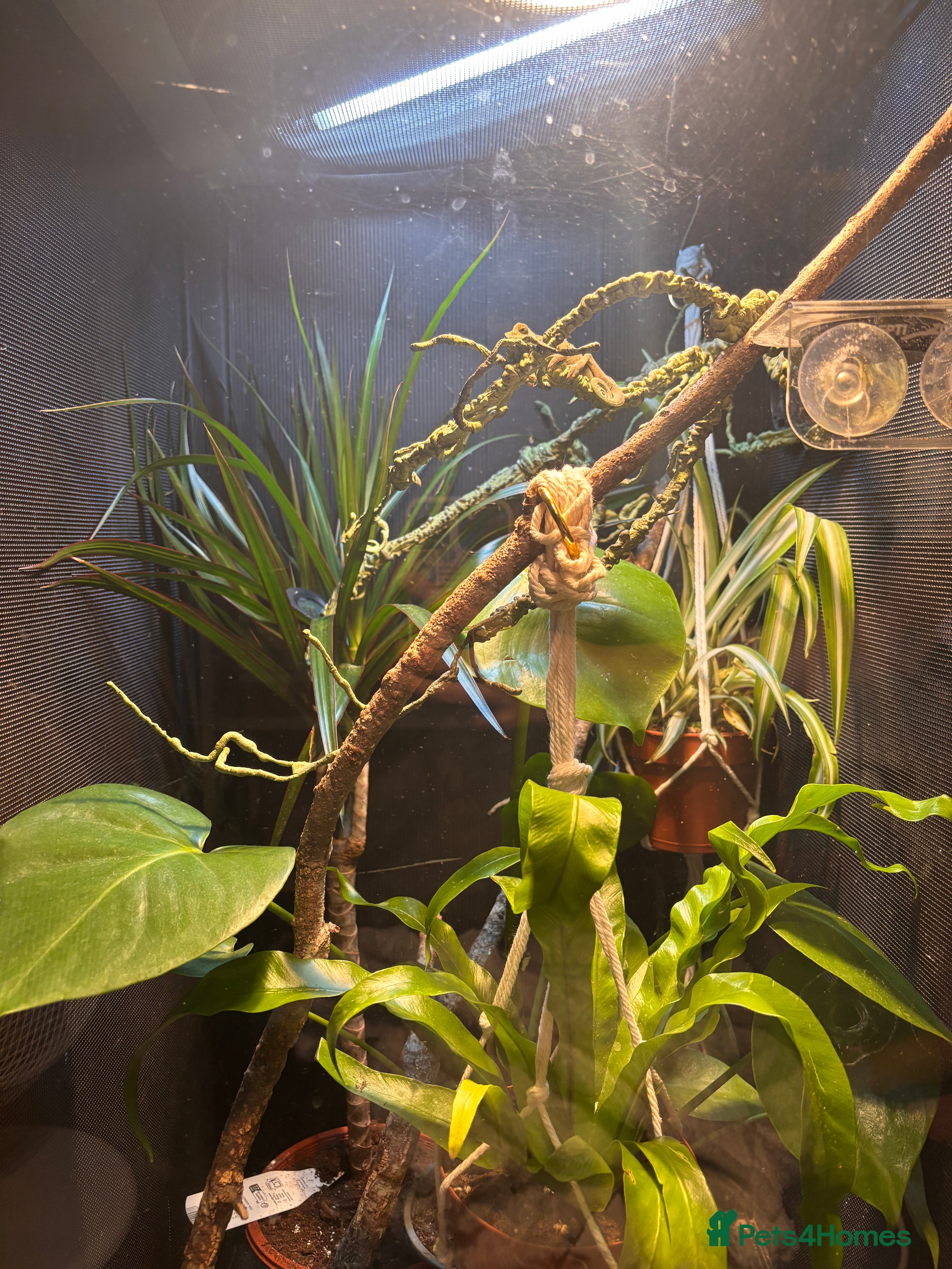 Chameleon reptiles Female Chameleon/ Veiled Chameleon - Advert 15